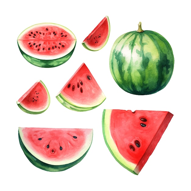 Vintage watermelon watercolor great design for any purposes