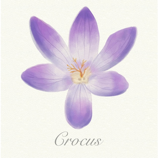 Vector violet aquarel crocus geïsoleerd