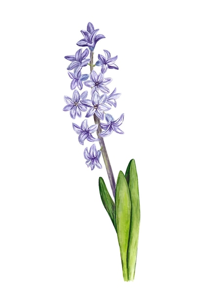 Vector violet flowering hyacinth watercolor flower