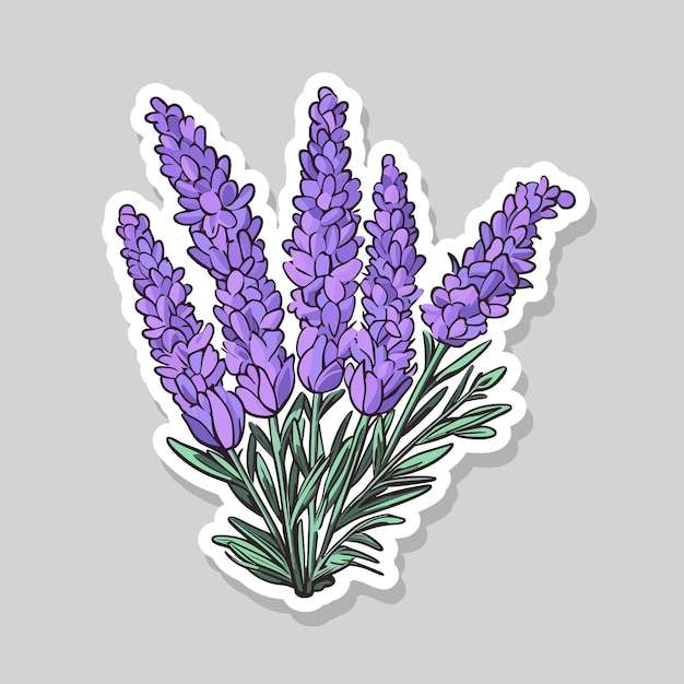 Fiore botanico fiorito di lavanda viola vettore isolato su sfondo bianco illustrazione di lavanda