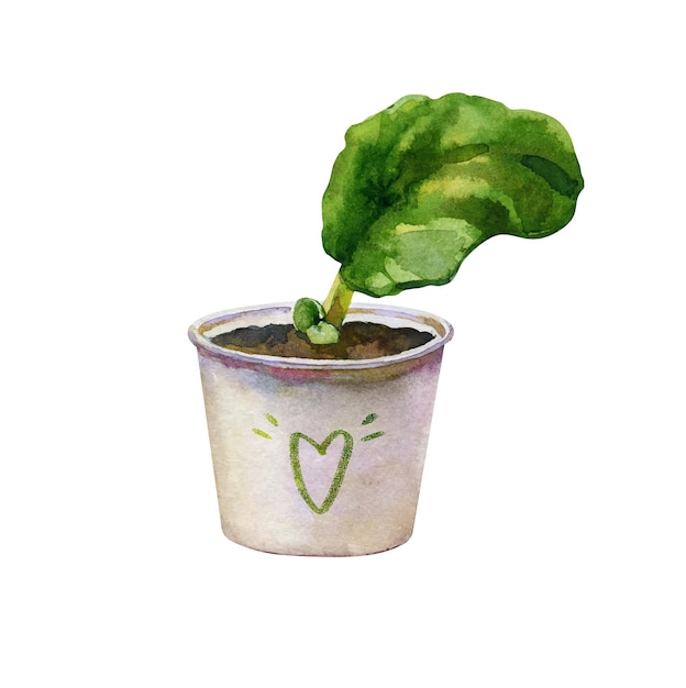 Violet leaf with young leaves in a pot hand drawn watercolor clipart isolated on a white background