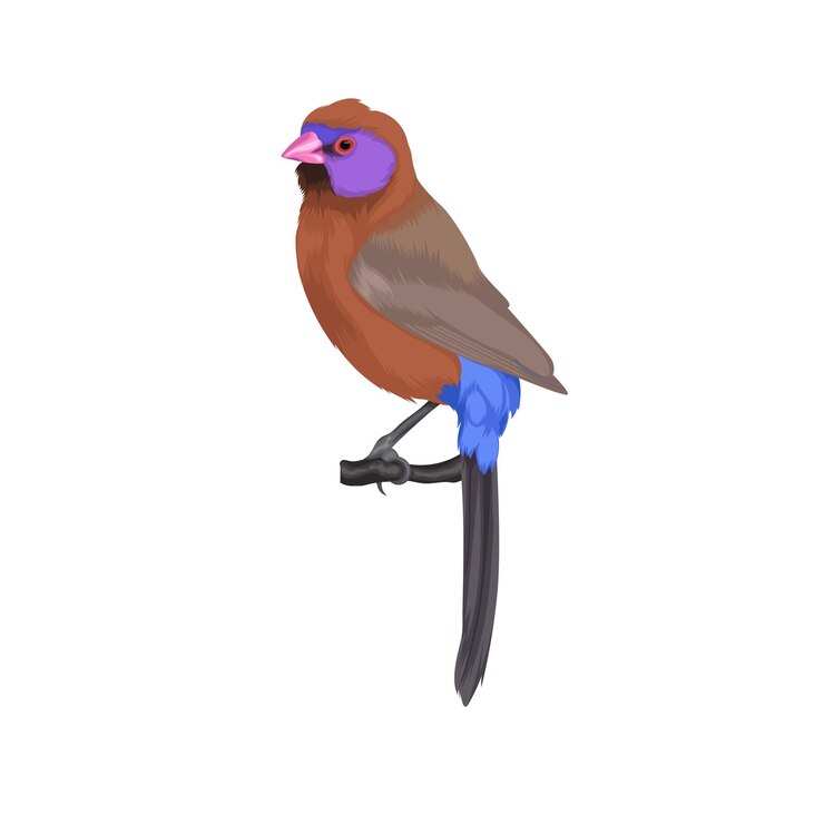 Vector violeteared waxbill bird