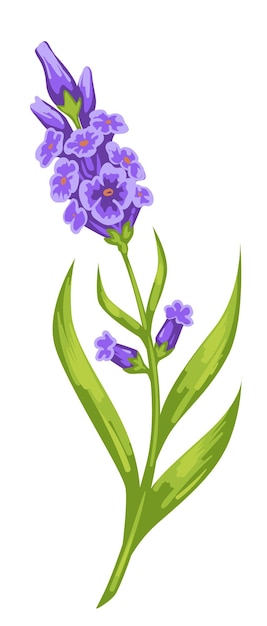 Violette orchideeën met dikke stengel en bladvector