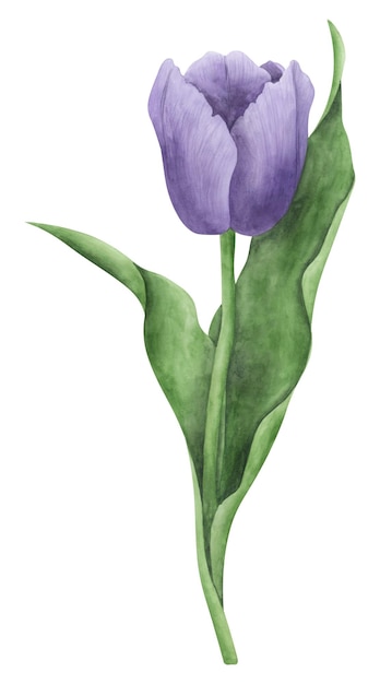 Violette tulp op witte achtergrond Lente aquarel botanische illustratie Floral clipart element