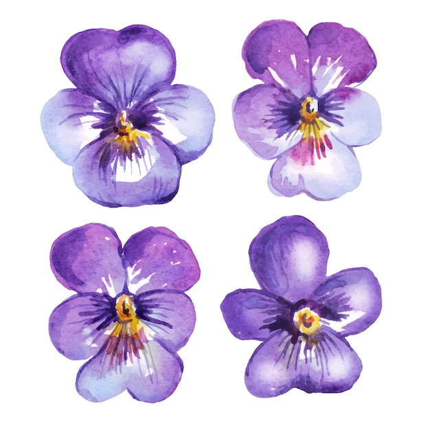 Vector viooltje aquarel clipart