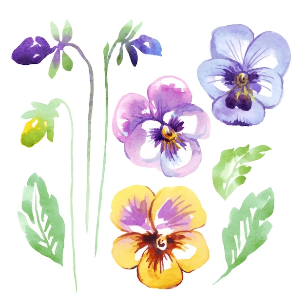 Viooltje aquarel clipart