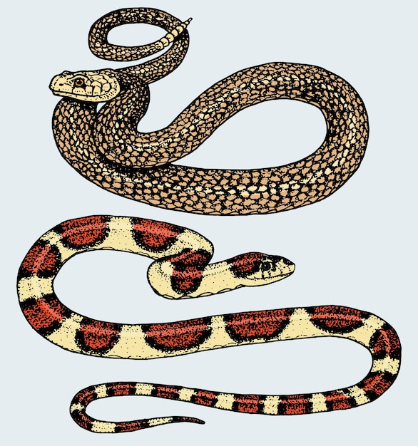 Vettore vipera serpente serpente cobra e pitone anaconda o vipera reale inciso disegnato a mano in vecchio stile vintage schizzo per adesivo e tatuaggio ophidian e asp