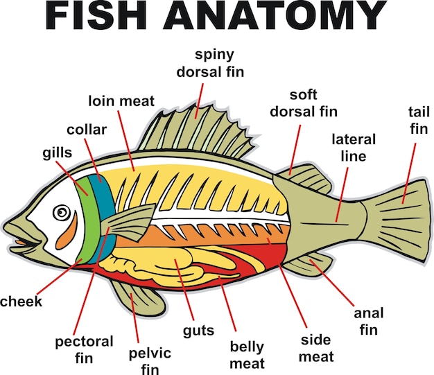 Vis anatomie vectorillustratie