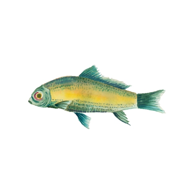 Vector vis png of vis op witte achtergrond
