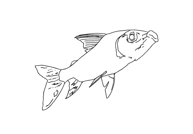 Vis zee dier dat in het water zwemt doodle lineaire cartoon kleuring