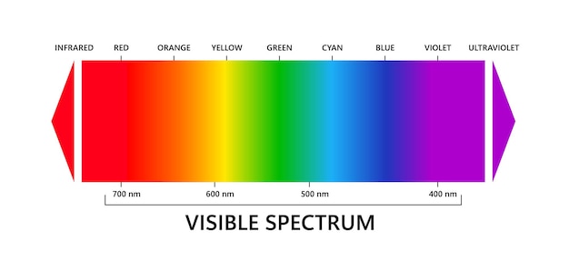 ベクトル 人間の目の可視光スペクトルと紫外線電磁可視カラースペクトル波長と色のベクトル勾配図白い背景の教育イラスト