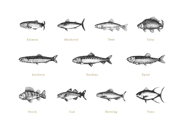 Vissen vintage collectie in vector Getekende set