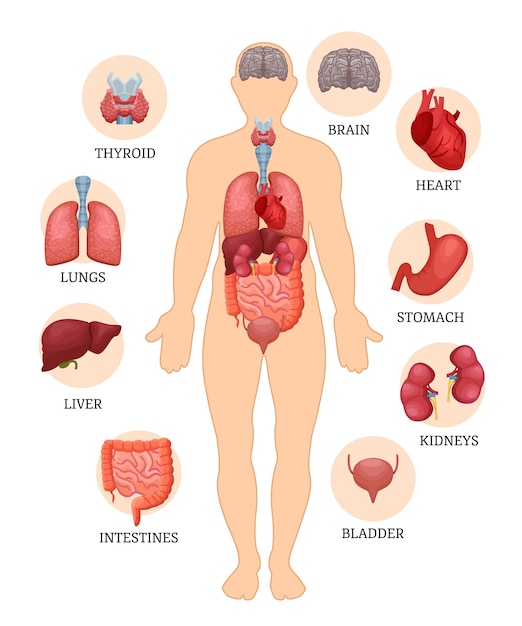 Visual scheme infographic of structure of human organs Medical anatomy of male body Human organs thyroid brain heart stomach kidneys bladder intestines liver lungs Vector illustration