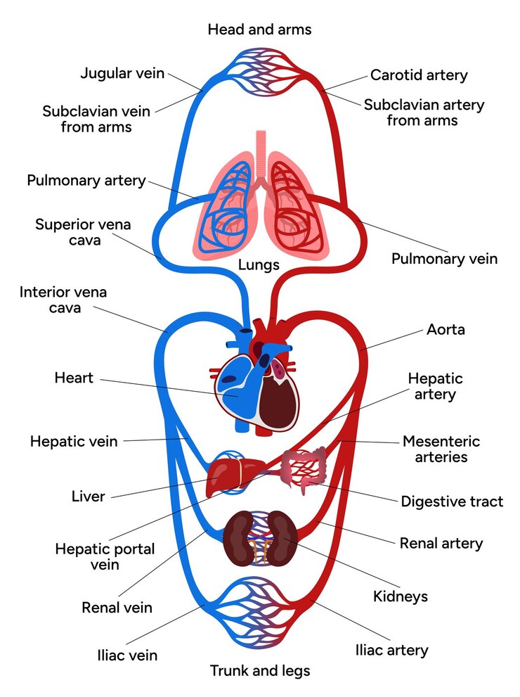 Vector vital pathways of double circulation in humans oxygen transport in the body