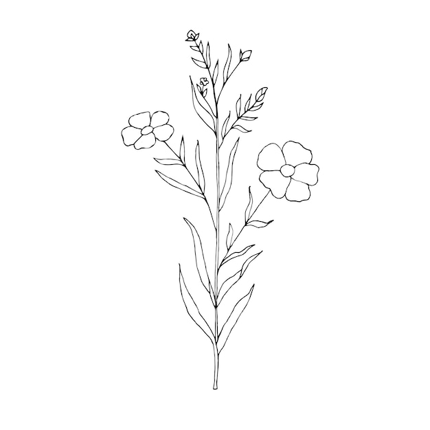 Vlas bloem hand getekende botanische illustratie geïsoleerd op een witte achtergrond