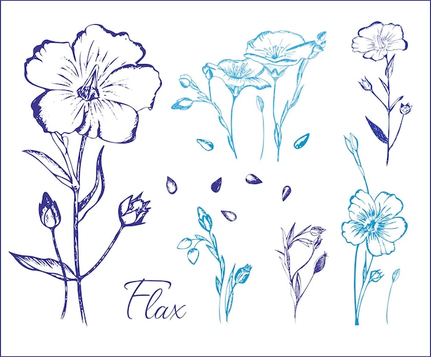 Vlas bloemen en zaden. Collectie van hand getrokken illustratie, bewerkbare, vector.