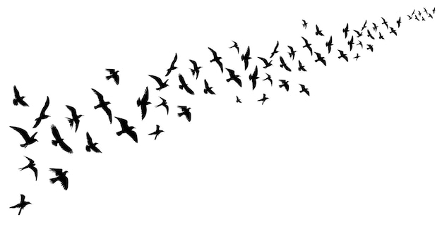 Vliegende zwerm vogels, zwart silhouet, vector