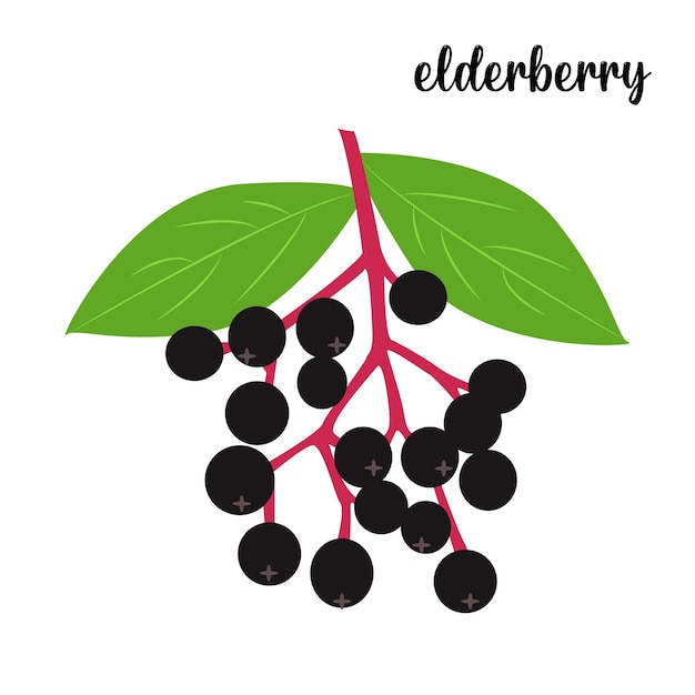 Vlierbes fruit vector illustratie