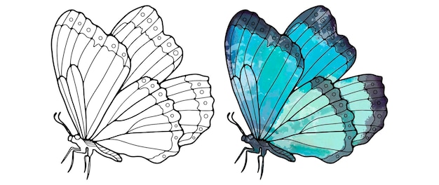 Vlindercontour en gekleurde blauwe vlinder op een witte achtergrond Vlinder voor decorbehang, kleurboeken, patroon maken en verschillende ontwerpen
