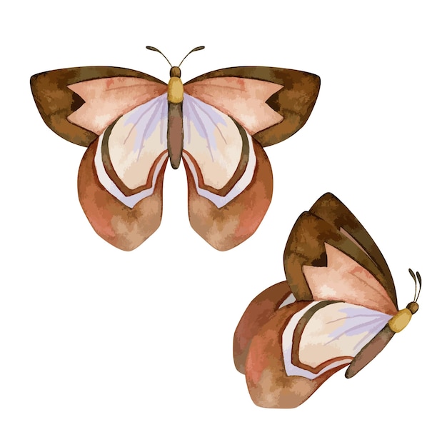 Vector vlinderwaterverf, kleurrijke illustratie. violette, bruine kleuren. witte geïsoleerde backgro