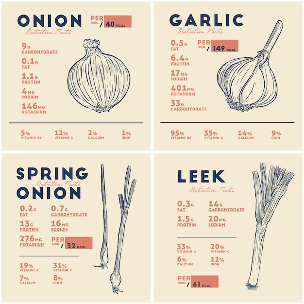 Voedingsfeiten van ui, knoflook, bosui en prei. Bollen groente, hand tekenen schets