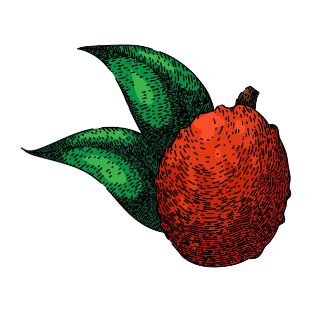 voedsel lychees hand getrokken lichee roze verse natuur rode gezonde voeding lychees vector schets geïsoleerde kleur illustratie