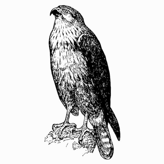 Vector vogel buizerd met lange poten