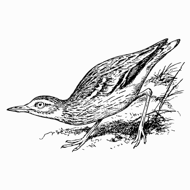 Vogel Euraziatische Wulp, Euraziatische dikke knie, Wulp