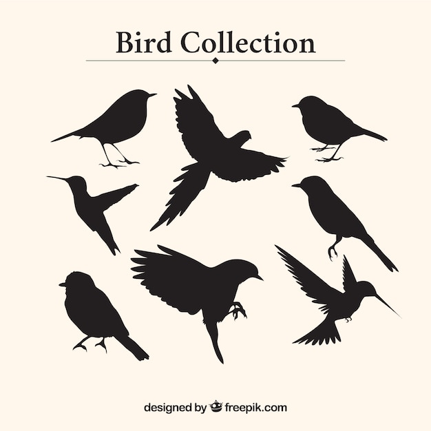 Vector vogel silhouetten collectie