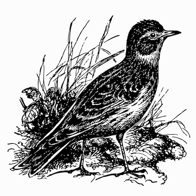 Vector vogel veldleeuwerik