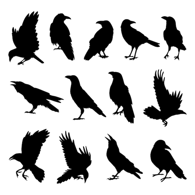 Vector vogel zwarte silhouet kraai