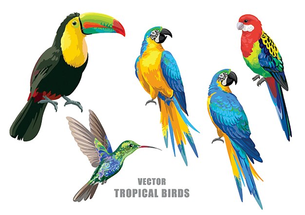 Vogelillustratie vector