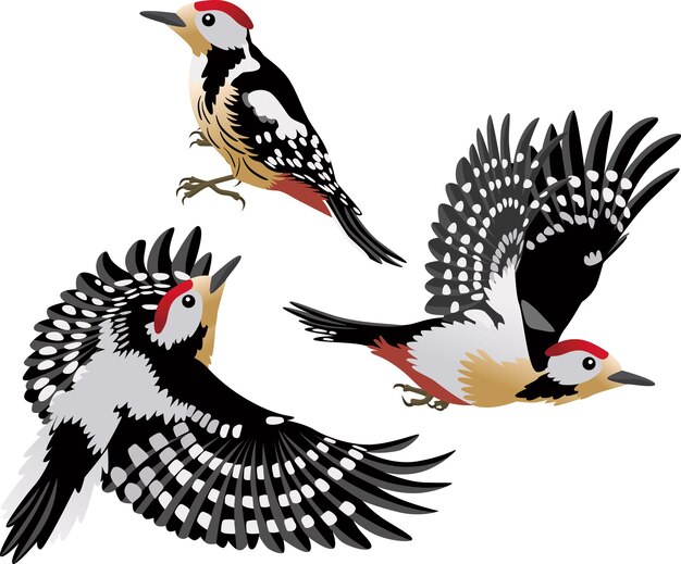 Vogelillustratie vector