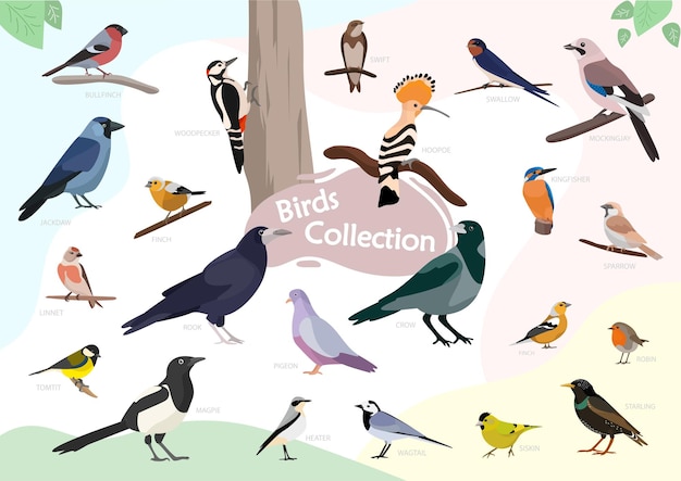 Vogels illustratie collectie