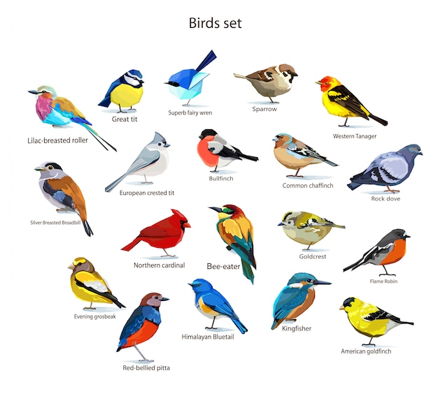 Vogels instellen illustratie