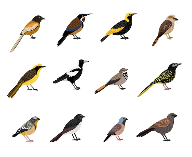 Vogels met snavel en verenkleed. Cartoon mooie gekleurde karakters van de hemel, vector illustratie set van exotische vogeltje met veren geïsoleerd op een witte achtergrond