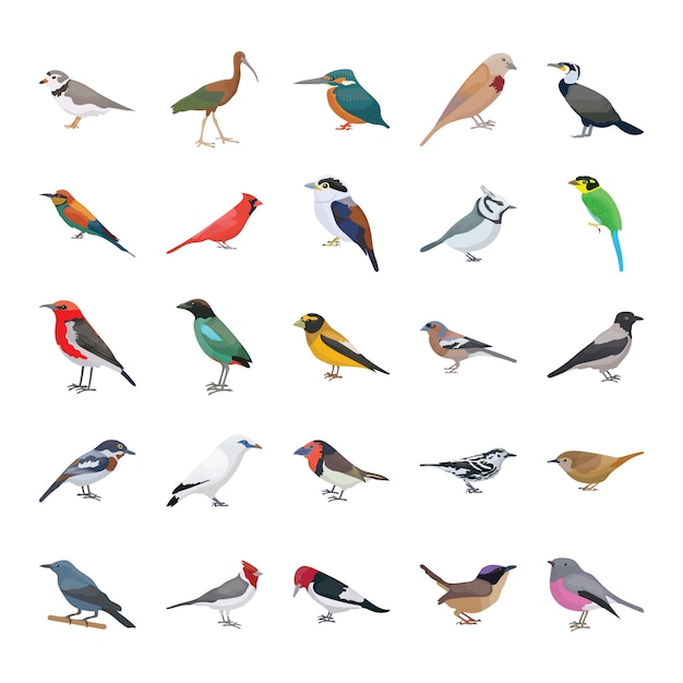 Vogels platte Vector iconen collectie