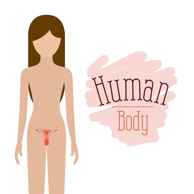 Voortplantingssysteem menselijk lichaam