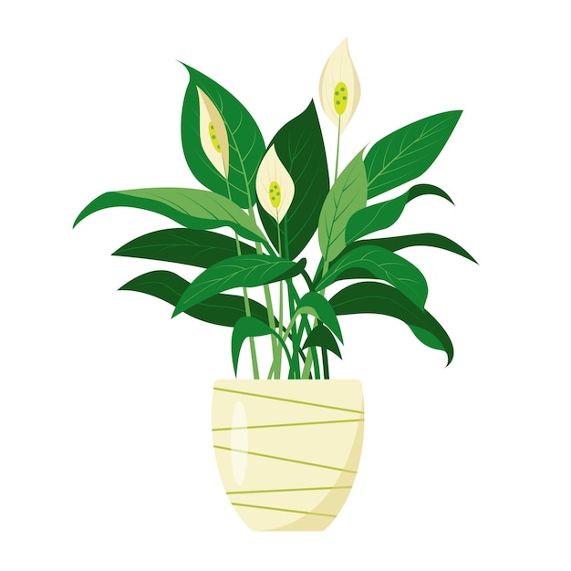 Vredeslelie of spathiphyllum plant Decoratieve kamerplant voor binnenshuis in bloempot