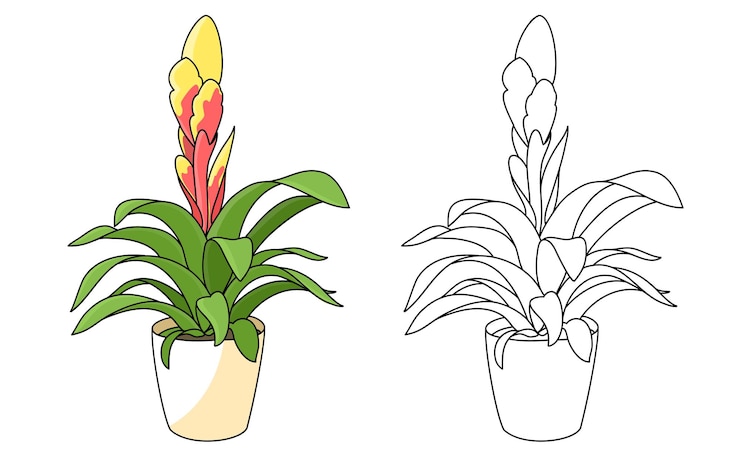 वेक्टर vriesea flower in pot line plant for coloring hand draw