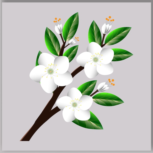 Vrij vector witte kersenbloesem witte bloemen op een tak Illustratie
