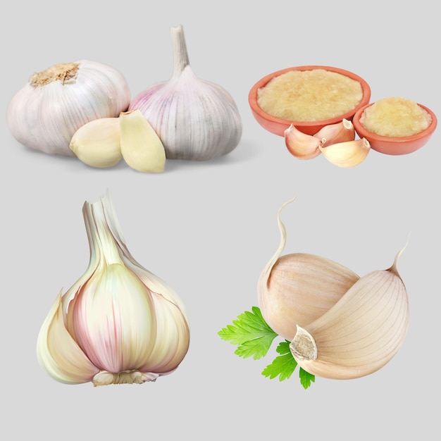 Vrije vector realistische knoflook illustratie