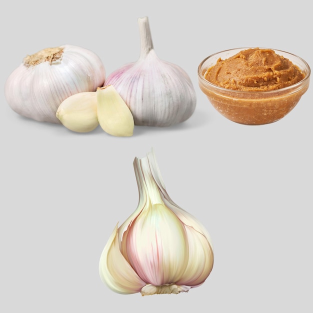 Vrije vector realistische knoflook illustratie