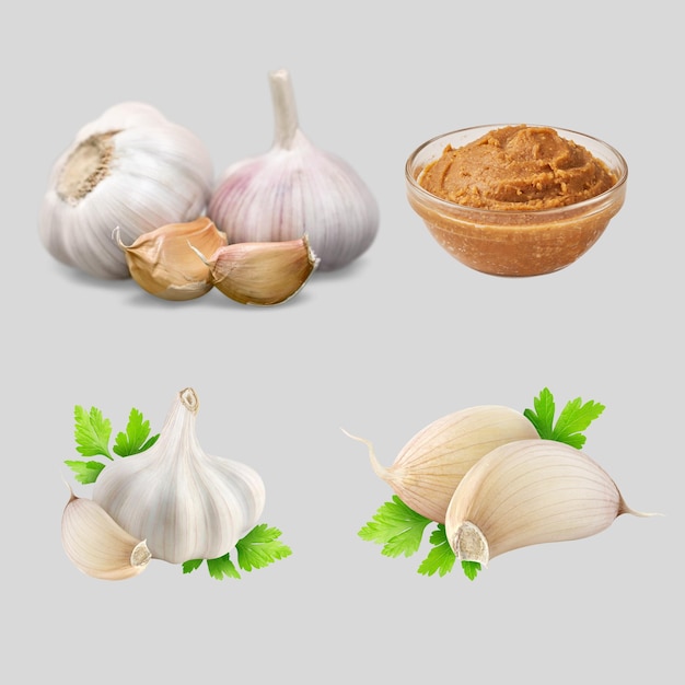 Vrije vector realistische knoflook illustratie