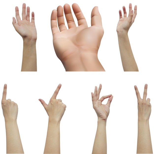 Vrije vector realistische menselijke handen