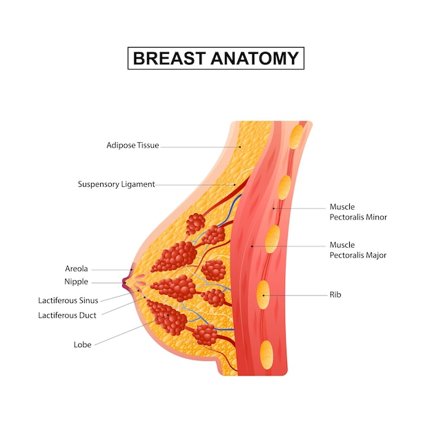 Vrouwelijke borst anatomie vectorillustratie