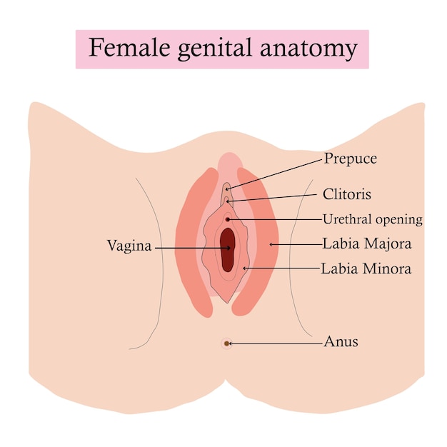 Vector vrouwelijke genitale anatomie geïsoleerd op witte achtergrond studie-inhoud voor studenten biologie en geneeskunde