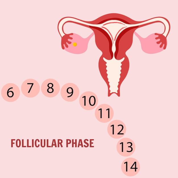 Vrouwelijke menstruatie Een van de fasen van de menstruatiecyclus Folliculaire fase Vector illustratie