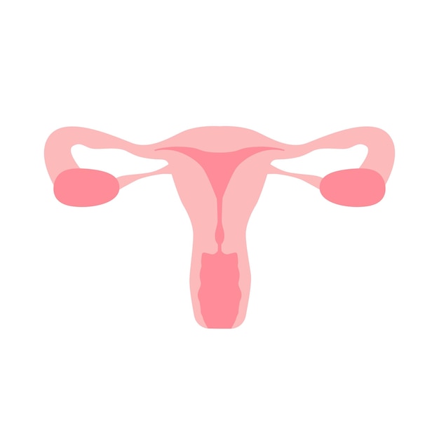 Vrouwelijke voortplantingssysteem baarmoeder organen vector illustratie