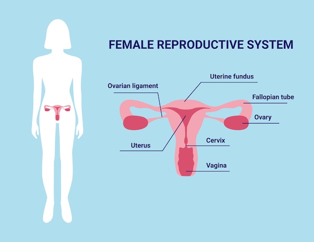 Vrouwelijke voortplantingssysteem baarmoederorganen met beschrijving en vrouwelijk silhouet